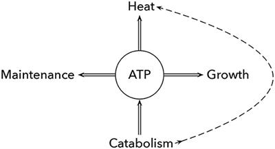 Metabolic Heat in Microbial Conflict and Cooperation